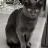 tropical_meow