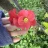 RoseRose
