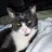 Figis1badcat