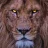 Madlion27