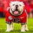 tampa_dawg