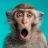 Tirzmonkey