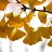 WanderingGinkgo