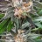 alphaskunk65