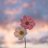 Lolo_86