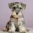 LoveMySchnauzers